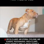 Pocket Bully Female in Blackpool