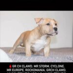 Pocket Bully Female in Blackpool