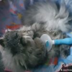STUD PERSIAN- NOT FOR SALE❗️GCCF ACTIVE FLAT FACE BLUE PERSIAN ? in Manchester