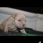 American Bully in Wolverhampton