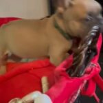 FRENCH BULLDOG PUPPIES in Hounslow