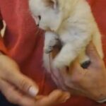 Champion line  ny12 33 female britishshorthair in Peterborough