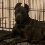 Cane Corso Import in Darlington