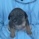 Xl American Bully Puppies 🐶 in Leeds