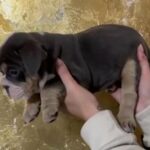 English Bulldog Blue Eyes Girl in London