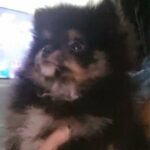 Russian Teddy bear pomeranian boy kc in Walsall