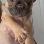 French Bulldog puppy in Manchester