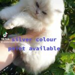 Silverpoint British Longhair in Sheffield