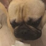 Gorgeous KC Registered Male French Bulldog For £950 in Birmingham