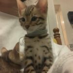 ?PRINCE IS READY PEDIGREE BOY DAD RUSSIAN IMPORT ? in Birmingham