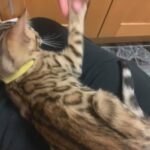 SIMBA HAS HEART SHAPED ROSETTES PEDIGREE BOY READY NOW in Birmingham