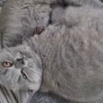 pedigree british shorthair in St Edmundsbury