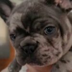 female french bulldogs in Nottingham