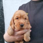 Cocker Spaniel Puppies in Crawley
