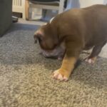 POCKET BULLY FEMALE in Blackburn with Darwen