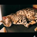 ?COOLEST CAT IN THE WORLD! PEDIGREE TICA REGISTERED! in Birmingham