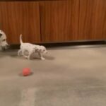 Outstanding KC Dalmatian Puppies - ALL +/+ Hearing in South Northamptonshire