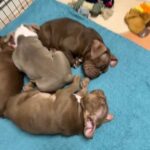 American Pocket Bully’s in Liverpool