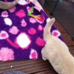 gccf registered British shorthairs in Sheffield