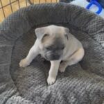 French Bulldog Puppy Ready To Leave Now in Bradford