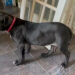 Black Female American Bulldog in London