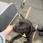 Cane Corso Puppie in Kirklees