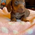 Dachshunds Puppies in Nottingham