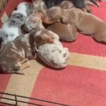 Dachshunds Puppies in Nottingham