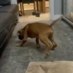 Kc Reg Boxer Puppy Ready To Go 1 Male in Chesterfield