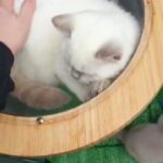 British shorthair colourpointed in Sheffield