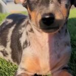 Mini doberman pinscher in Birmingham