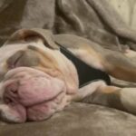 Handsome Kung Fu Panda. Rare.  English Bulldog. Ready to go in London