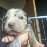 Merle Mastiff X Cane Corso Puppies For Sale in London