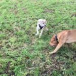 Cane Corso Mix in Cornwall