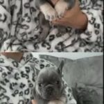 Platinum And Lilac/tan Female French Bulldog Pups in Swansea