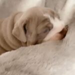 British Bulldog £1800 - Stunning Lilac Tri Carries Merle in Preston