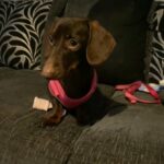 Miniature Smooth Haired Dachshund in North Lincolnshire