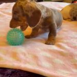 Dachshunds Puppies in Nottingham
