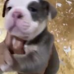 Olde English Bulldog Blue Eyes in London