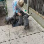 Beautiful And Healthy Cane Corso Puppies in Wigan