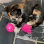Beautiful Kitten Looking For New Home in East Staffordshire