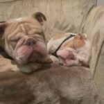 Mr SUPERBAD  English Bulldog. Platinum With Fawn Patches. Ready To Go Now in London