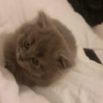 BSH kitten in Sandwell