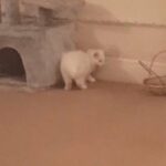 Snow White Pesian Baby kitten in London