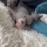 Fabulous Litter Of DWELF SPHYNX KITTENS ? in Dudley
