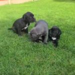 cane corso pups in Telford and Wrekin