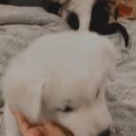 4 fluffy american akita bears - READY NOW!! in London