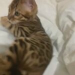 🔥TOP QUALITY TICA ACTIVE BENGALS AVAILABLE NOW🔥 in Birmingham