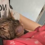 CAT NEED REHOMING ASAP in Birmingham