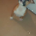 pocket bully female in Birmingham